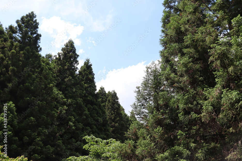 日本の山で綺麗な植物と空を撮影