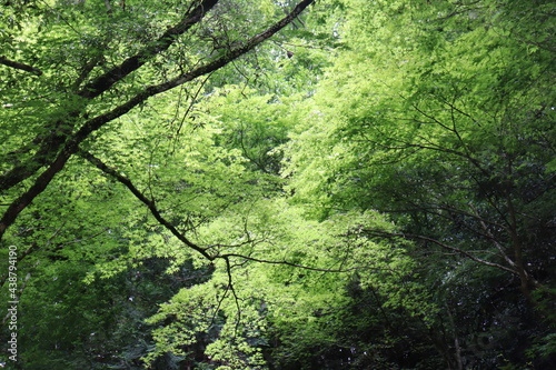 Podobny obraz