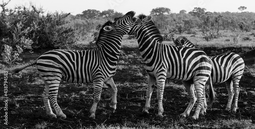 zebras in the Kruger