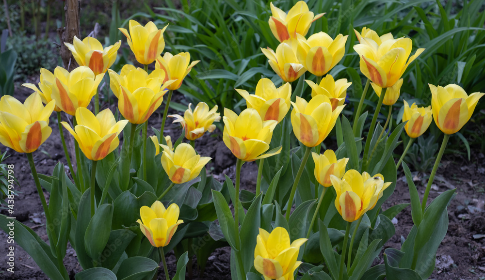 image of many beautiful tulip flowers in a spring garden image of many beautiful tulip flowers in a spring garden