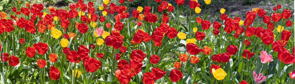 image of many beautiful tulip flowers in a spring garden