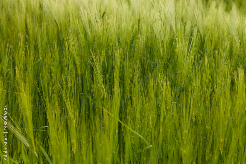 Green wheat field macro. Fresh young unripe juicy spikelets of wheat close-up. Oats, rye, barley, harvest summer closeup. Cobs of corn. Spring nature, wheat farming. Selective focus.