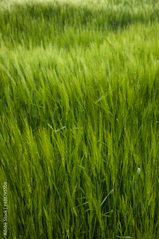 Green wheat field macro. Fresh young unripe juicy spikelets of wheat close-up. Oats, rye, barley, harvest summer closeup. Cobs of corn. Spring nature, wheat farming. Selective focus.