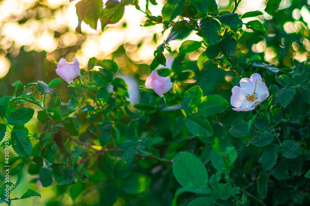 krzew kwitnącej dzikiej róży (Rosa canina) - obrazy, fototapety, plakaty 