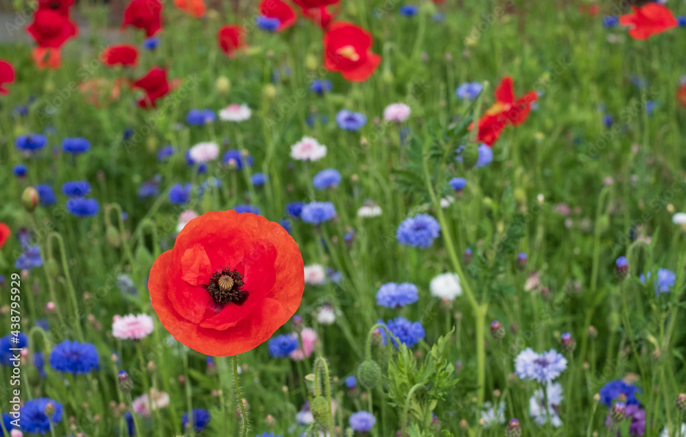 Naklejka premium Colourful wild flowers, including poppies and cornflowers, on a roadside verge in Eastcote, West London UK. The Borough of Hillingdon has been planting wild flowers next to roads to support wildlife.
