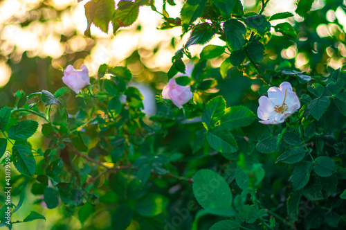 krzew kwitnącej dzikiej róży (Rosa canina)