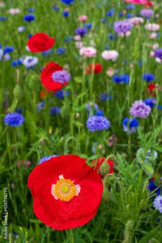 Colourful wild flowers, including poppies and cornflowers, on a roadside verge in Ickenham, West London UK. The Borough of Hillingdon has been planting wild flowers next to roads to support wildlife.