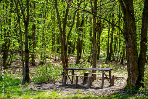 drewniany stół i ławki w lesie photo