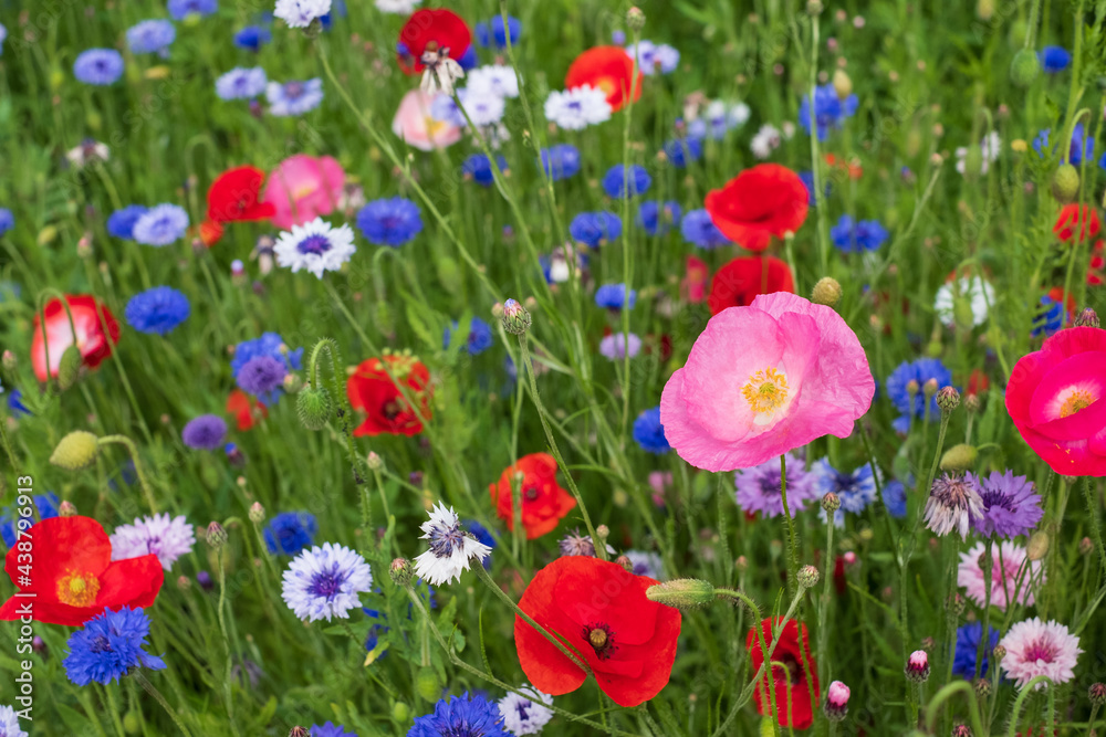 Obraz premium Colourful wild flowers, including poppies and cornflowers, on a roadside verge in Eastcote, West London UK. The Borough of Hillingdon has been planting wild flowers next to roads to support wildlife.