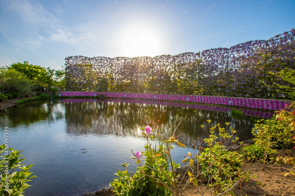 Fototapeta premium 栃木県 春のあしかがフラワーパーク