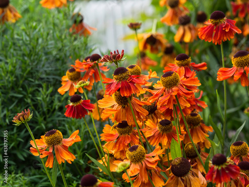 A group of colorful flowers of Common sneezeweed, Helenium autumnale, Moerheim beauty, blooming in a garden in autumn, closeup with selective focus photo