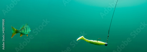Fotografi A european perch behind a rubber fishing lure in clear water