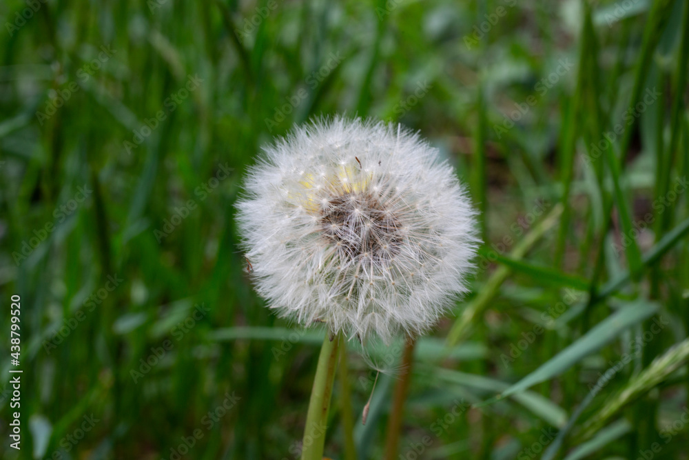 Dandelion seeds among the grass in the meadow in the morning sunlight Dandelion seeds among the grass in the meadow in the morning sunlight
