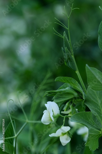 Green peas plant with white flowers. 