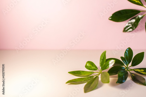 Beautiful shiny natural leaves of a tropical plant on a pale pink background. Advertisement. Product banner. Space for text and design. photo