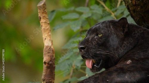 Black panther he tried since high temperature air of today.