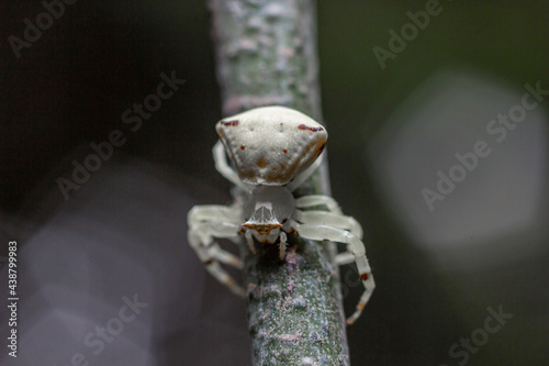 Fototapeta Naklejka Na Ścianę i Meble -  close-up photo of white crab spider