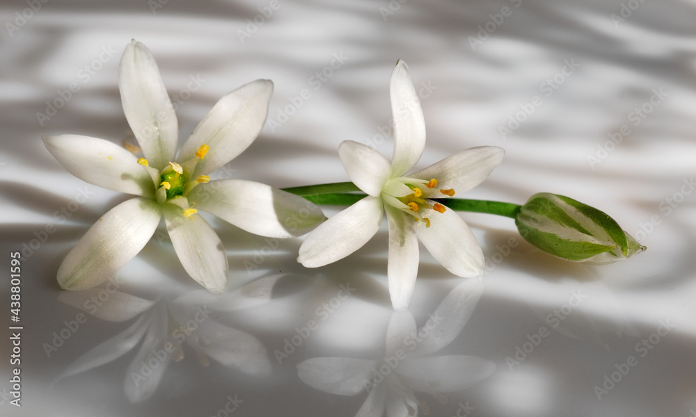 Flowers Star of Bethlehem Flowers Star of Bethlehem
