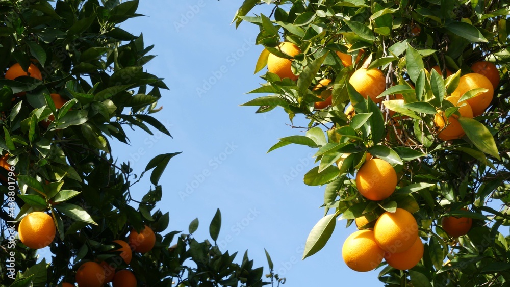 Citrus orange fruit on tree, California USA. Spring garden, american local agricultural farm plantation, homestead horticulture. Juicy fresh leaves, exotic tropical harvest on branch. Springtime sky. Citrus orange fruit on tree, California USA. Spring garden, american local agricultural farm plantation, homestead horticulture. Juicy fresh leaves, exotic tropical harvest on branch. Springtime sky.