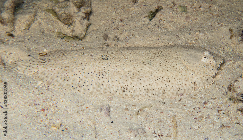 Closeup of moses sole flatfish on sandy seabed Closeup of moses sole flatfish on sandy seabed