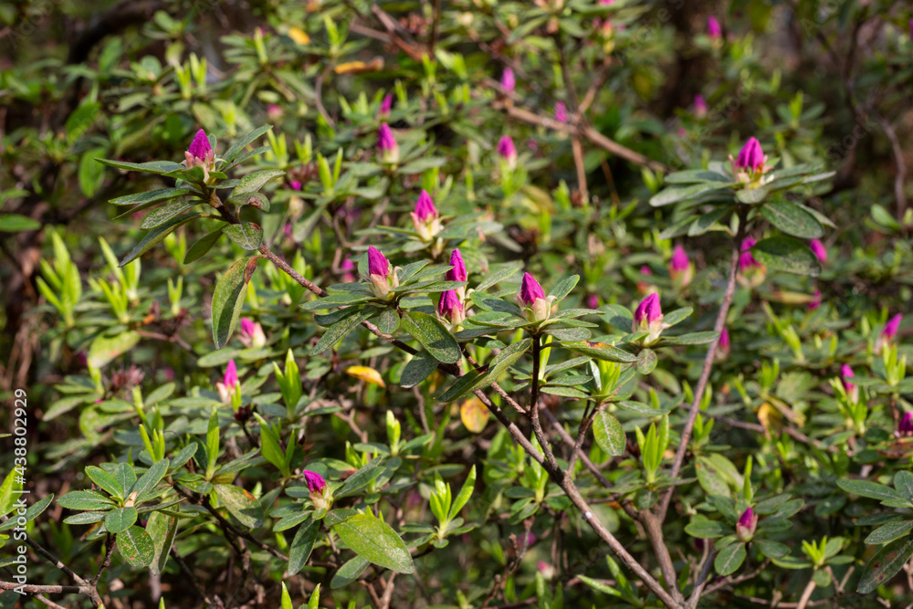 Flower buds of Rhododendron dilatatum, Japanese azaleas Flower buds of Rhododendron dilatatum, Japanese azaleas