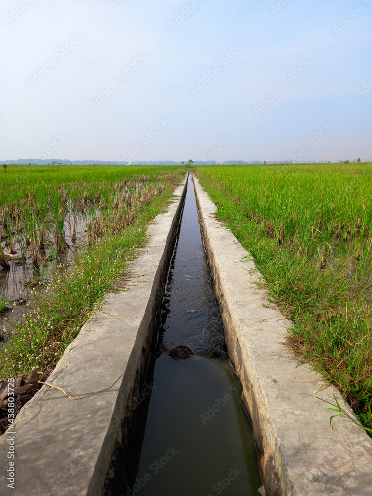 irrigation canal in rice field irrigation canal in rice field