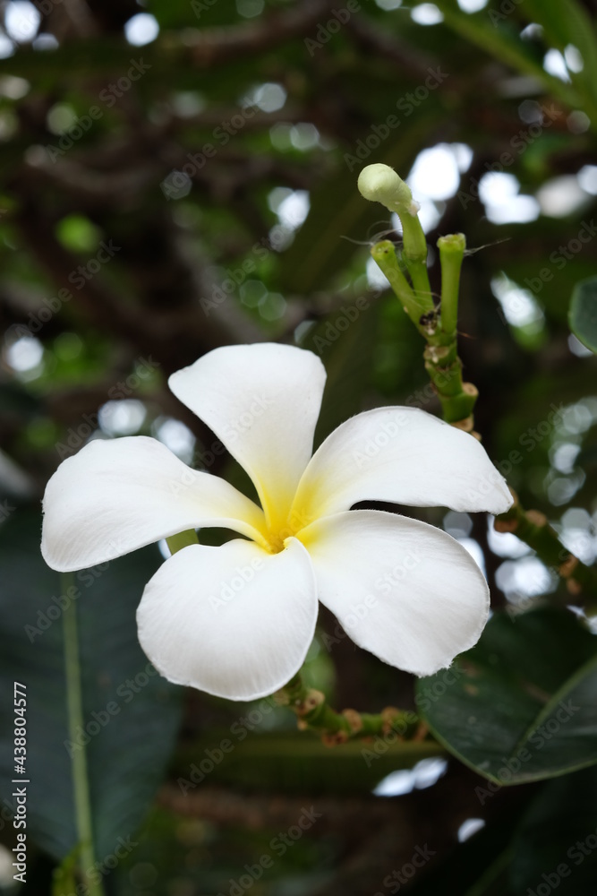 Fototapeta premium White frangipani flower and blurred green leaves Frangipani, Plumeria, Temple Tree, Graveyard Tree ,Apocynaceae 