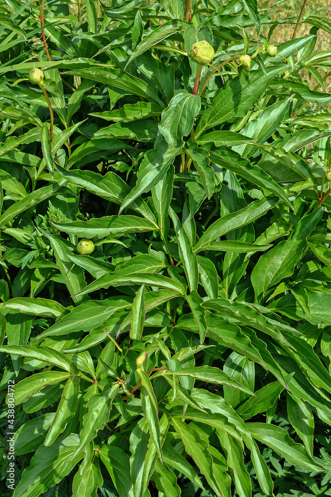 Garden flower with unopened buds on a summer day Garden flower with unopened buds on a summer day