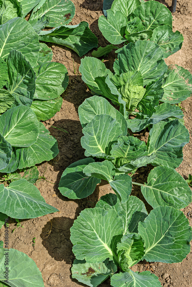 Naklejka premium A bed of young white cabbage on a summer day