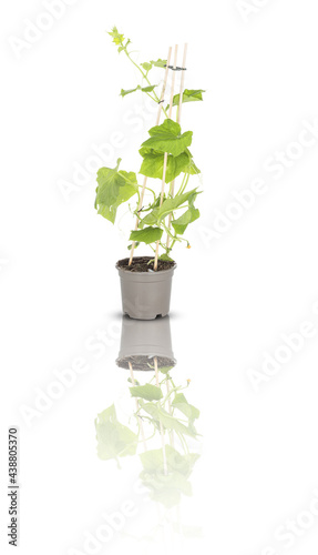 Melothria scabra​ oaganic Cucamelon tree in a pot isolated on white background with cutout and​ clipping​ path​ photo