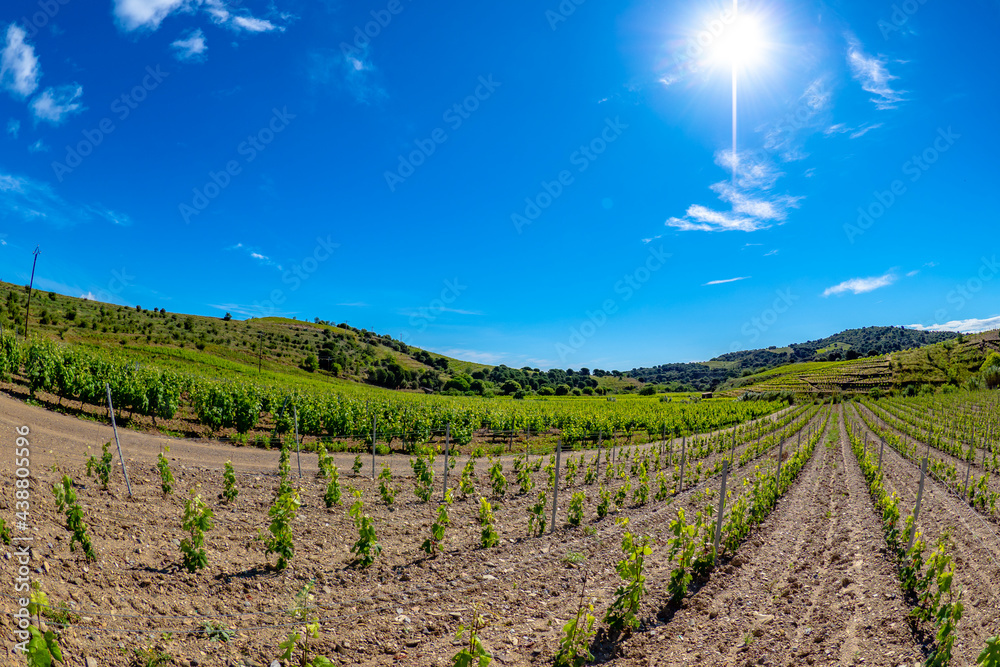 Fields of vines in the vineyards of south France near the Mediterranean Sea