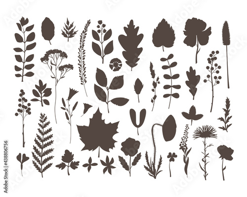 The vector set with herbarium leaves and flowers. Hobby. Botanic set in the simple style.