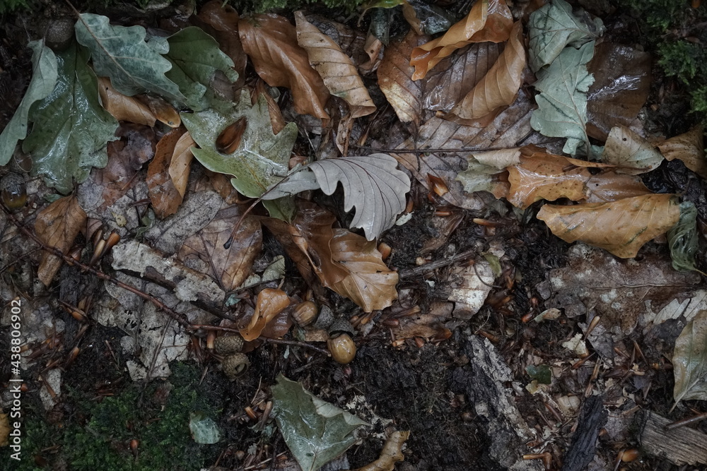 Naklejka premium Autumn leaves