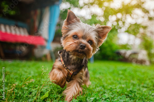 Cute Yorkshire Terrier dog walks in the yard on a sunny summer day