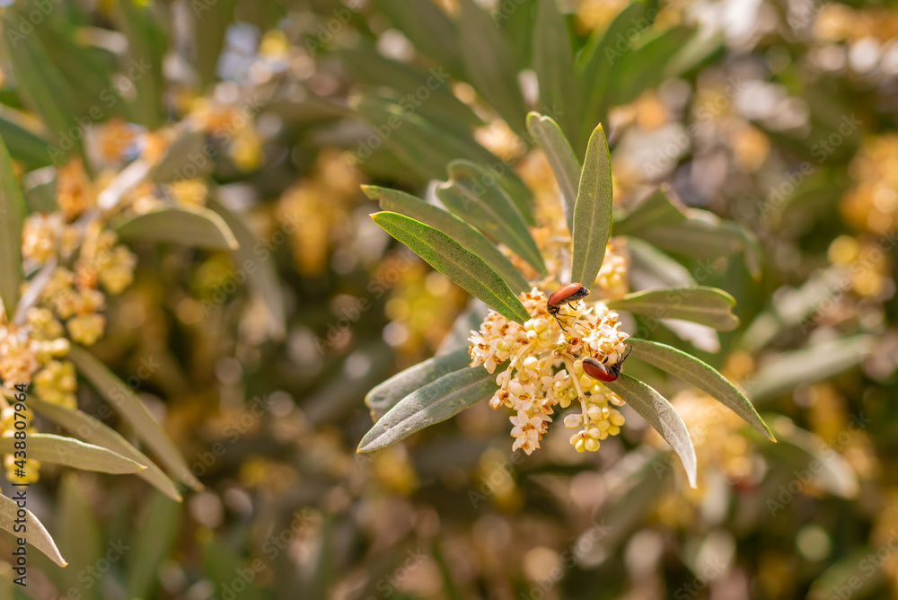 Olive trees in bloom, small olive flowers Olive trees in bloom, small olive flowers