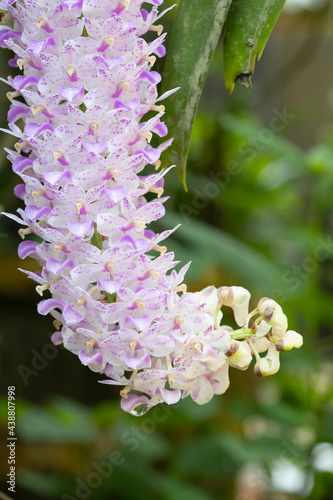 A beautiful Rhynchostylis retusa Blume. photo