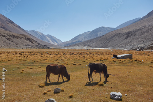 yak grazing in the mountains