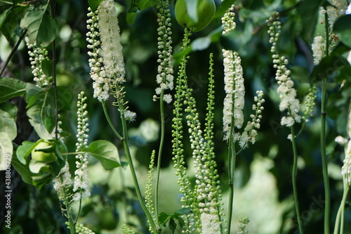  flower Cimicifuga