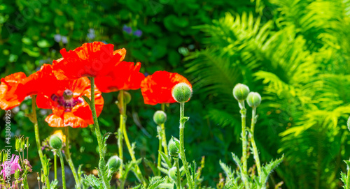 Red papavers in a colorful garden in in a colorful garden in bright sunlight in springtime, Almere, Flevoland, The Netherlands, June 21, 2020 photo