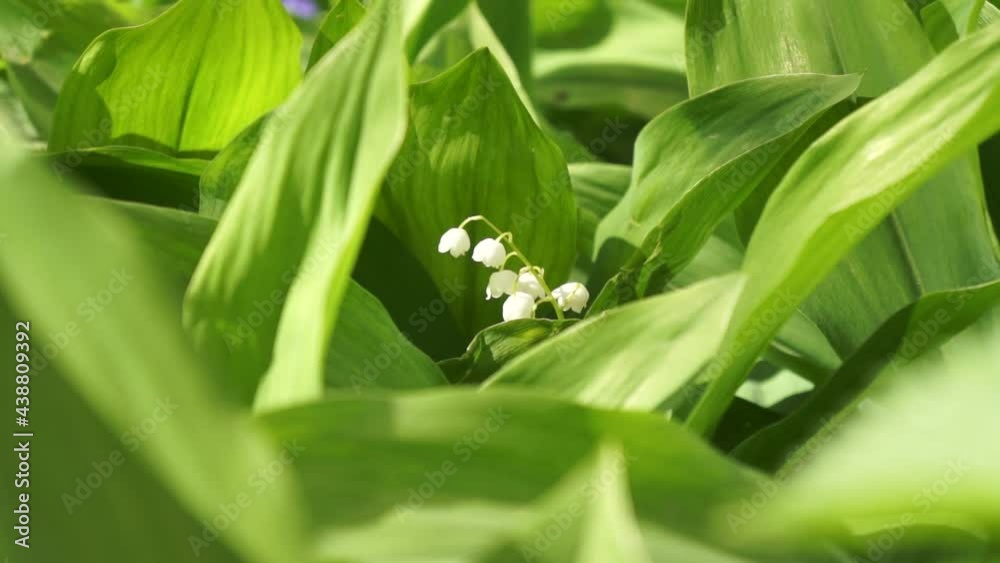 Lilies of the valley in the garden Lilies of the valley in the garden
