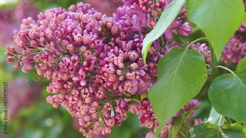 Purple lilac in the garden