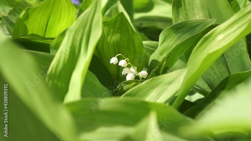 Lilies of the valley in the garden