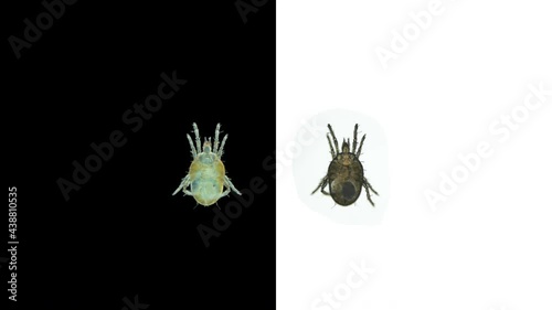 Tick acari order Trombidiformes under a microscope, superfamily Tydeoidea. photo