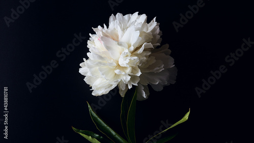 moody floral panoramic banner on a dark background. beautiful large white peony flower on a black surface. simple flat lay