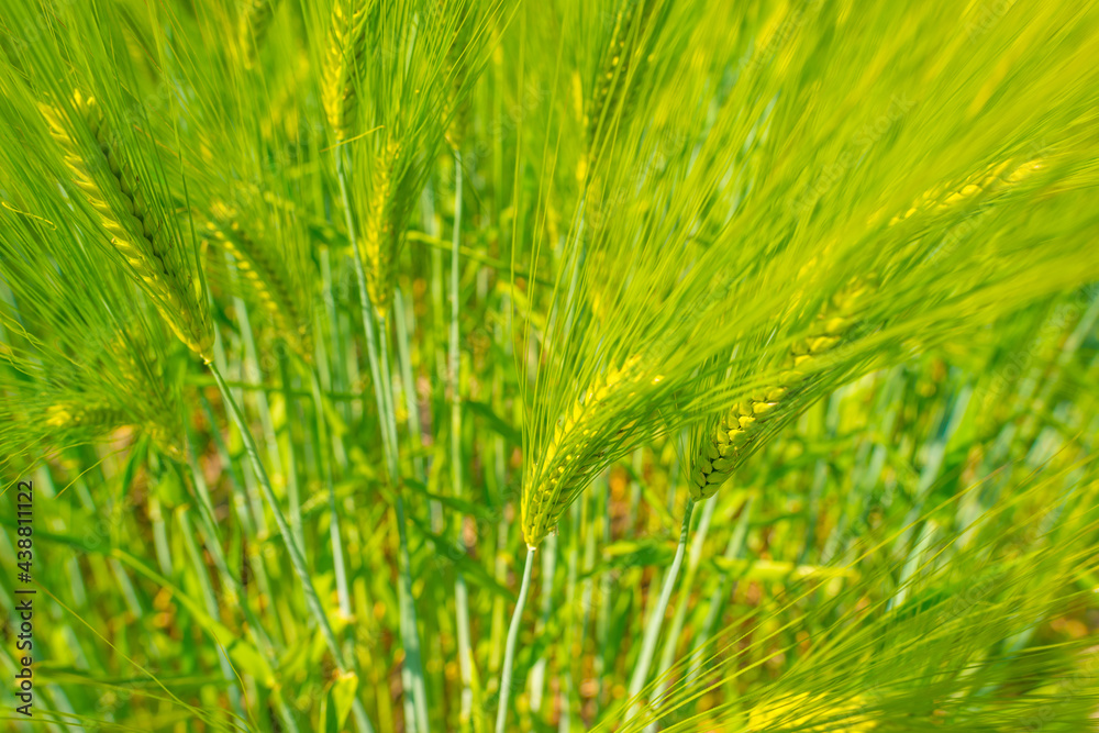Wheat in an agricultural field waving in the wind in an agricultural field in bright sunlight below a blue sky in springtime, Almere, Flevoland, Netherlands, June 10, 2021 Wheat in an agricultural field waving in the wind in an agricultural field in bright sunlight below a blue sky in springtime, Almere, Flevoland, Netherlands, June 10, 2021