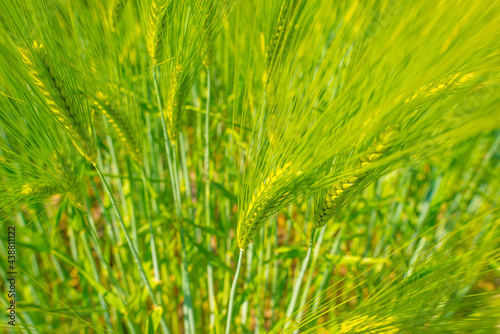 Wheat in an agricultural field waving in the wind in an agricultural field in bright sunlight below  a blue sky in springtime  Almere  Flevoland  Netherlands  June 10  2021