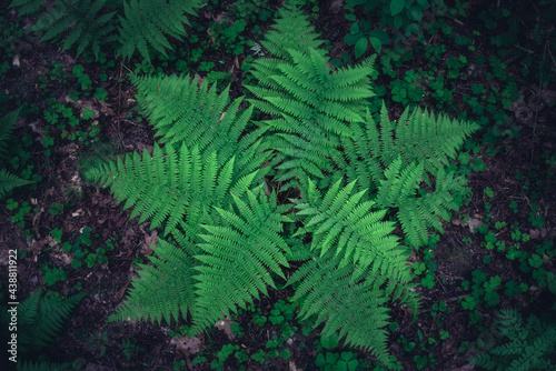 Fern leaves close up