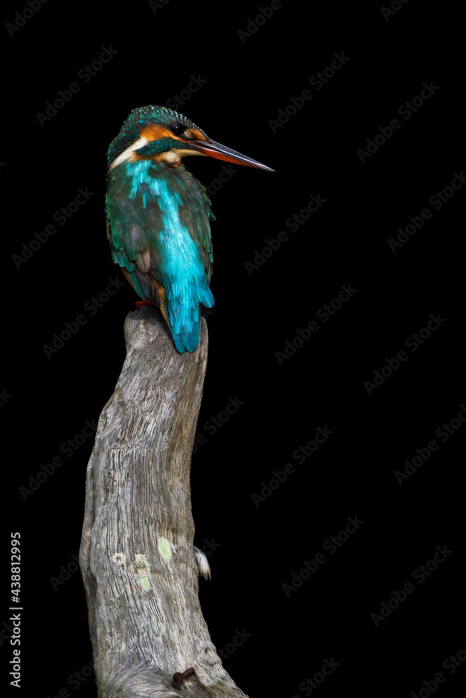Fototapeta premium Female common Kingfisher perching on a tree branch with black background 
