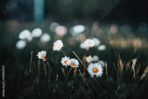Stokrotki kwitnące kwiatki w trawie © Jakub