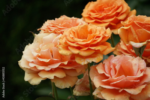 orange roses in garden